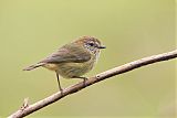 Striated Thornbillborder=